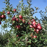 Свежие яблоки Молдавия Айдаред фото