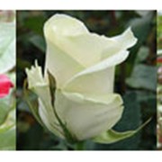 Продажа роз фото