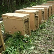 Пчелопакеты пчеломатки карпатка Санкт-Петербург, фото