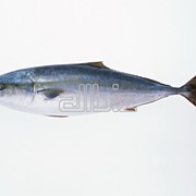 Рыба морская фото