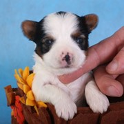 Щенки бивер йоркширского терьера фото