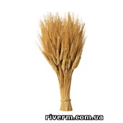 Пшеница озимая раствором «Риверма» фото