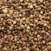 Семена. Торговля семенным материалом сельхозкультур: Семена ячменя озимого, горчицы желтой, семена кориандра (сорт Элита), подсолнечник кондитерский Мерлин-199.
