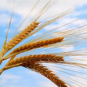 Семена озимой пшеницы Василина