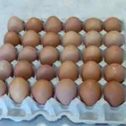 Яйцо куриное пищевое в цветной скорлупе фото
