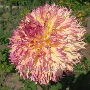 Георгин Myrtle Folly фото