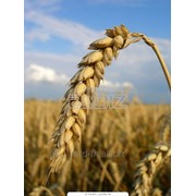 Семена озимой пшеницы Зорепад