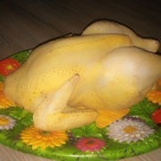 Тушка цыплёнка-бройлера фото