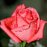 Мыло цветочное Роза