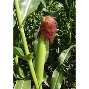 Семена кукурузы Каскад 195 СВ (FAO 190) фото