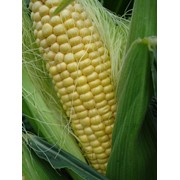 Семена гибридов кукурузы: Росс 140 СВ ФАО-150
