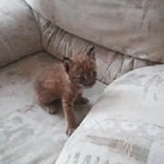 Котята сибирской рыси фото