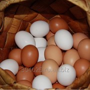 Яйцо куриное пищевое фото