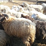Овцы племенные. Овечки, живым весом порода цигайская, романовская, курдючная эдильбаевская. фото