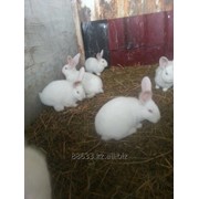 Кролики Белый Фландер фото