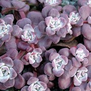 Очиток, седум лопатчатолистный (Sedum spathulifolium) “Purpureum“ фотография