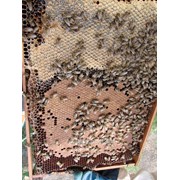 Пчелопакет 4х рамочный "Украинский лежак", Киев и область