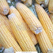 Кукуруза посевная фото