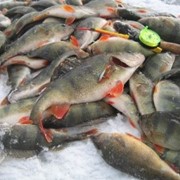Зимняя рыбалка фотография