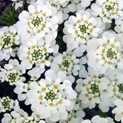 Иберис вечнозеленый (Iberis sempervirens) фото