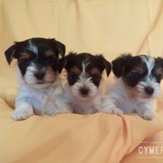 Щенки бивера с родословной фото