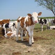 Телятко. Premium1 Заменитель Цельного Молока от 5 дня рождения теленка (Швейцария) фото