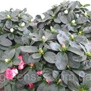 Рододендрон Симса микс -- Rhododendron simsii mixed