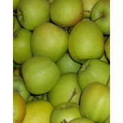 Яблоки голден фотография