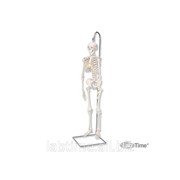 Модель мини-скелета Shorty , подвешиваемая на стойке 1000040 фотография