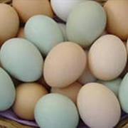 Продам домашнее куриное яйцо 0990284360 фото