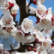 Саженцы деревьев,саженцы яблони,саженцы груши,опт,розница фото