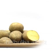 Картофель семенной сорт Импала Элита фотография