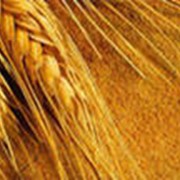 Переработка гречихи и пшеницы фото