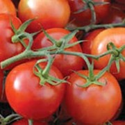 Семена помидоров, Иришка черри `элита` фото