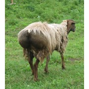 Мясо-сальные (курдючные) овцы