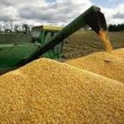 Кукуруза на экспорт, кукуруза FOB Одесса фотография
