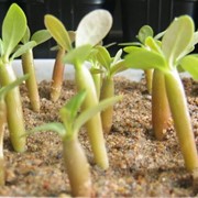 Стимуляторы роста растений, Изабион фотография