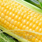 Семена сладкой кукурузы 1 кг Лендмарк F1 Clause фотография