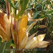 Гибрид кукурузы ДКС - 3476