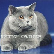 Кошки британские фотография