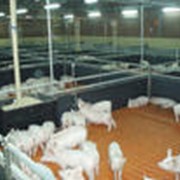 Организация искусственного осеменения сельхозживотных в Личных подсобных хозяйствах фотография