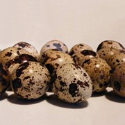 Яйца перепелиные на экспорт фотография