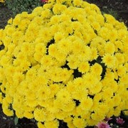 Хризантемы купить Украина, Винница, не дорого, опт фото