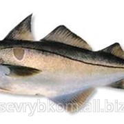 Пикша 1кг+ ПБГ морская заморозка Мурманск от 20 тонн фото