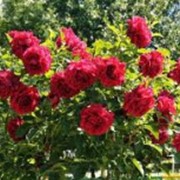 Розы кустарниковые красные