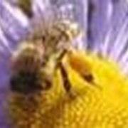 Пыльцово-медовая смесь фото