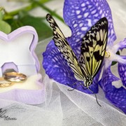 Живая топическая бабочка как подарок фото