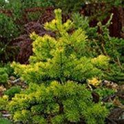 Сосна обыкновенная Троллгалд (Pinus sylv. 'Trollguld')