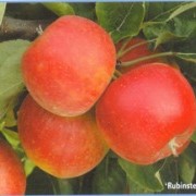 Саженцы яблони Рубин степ фото