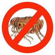 Уничтожение блох Киев фото